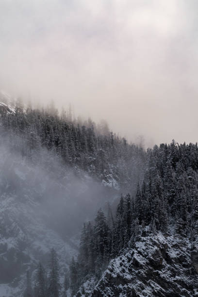 Snow covered trees on a mountain with fog in winter. Alberta, Canada
