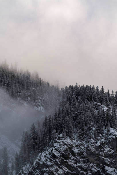 istock Snow covered trees on a mountain with fog in winter. Alberta, Canada 2191579180