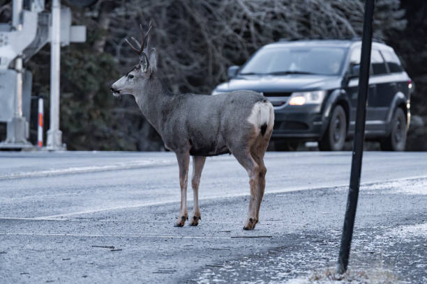 istock Male mule deer (Odocoileus hemionus) in Banff, Alberta, Canada on a winter morning 2191579985