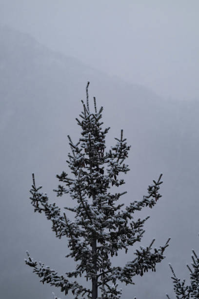 istock Snow covered conifer tree with trees and fog in the background, Alberta, Canada. Winter background 2191580039