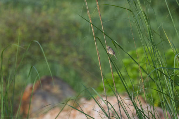 From the tranquil wetlands to dense forests and arid deserts, birds thrive in diverse environments, playing a vital role in maintaining ecological balance and promoting sustainability. As pollinators, seed dispersers, and natural pest controllers, these winged wonders contribute to the health of ecosystems worldwide. Their songs remind us of the interconnectedness of life and the urgent need to protect their habitats for a sustainable and harmonious planet.location: Gurugram, Haryana (India)