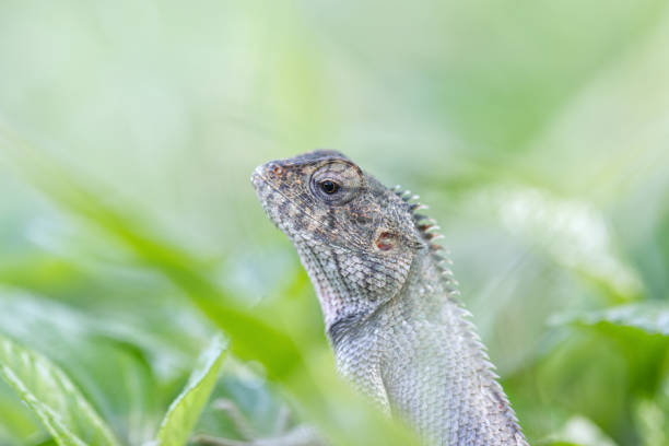 In the tranquil embrace of nature, I stumbled upon this charming Oriental Garden Lizard. Perched gracefully amidst the lush green foliage, it seemed perfectly at home in its serene surroundings. Its vibrant colors and intricate patterns are a testament to the beauty and diversity of our natural world. Observing it basking in the gentle sunlight, one can’t help but marvel at how seamlessly it blends with the environment, almost like a living piece of art.Location: Noida, Uttar Pradesh (India)
