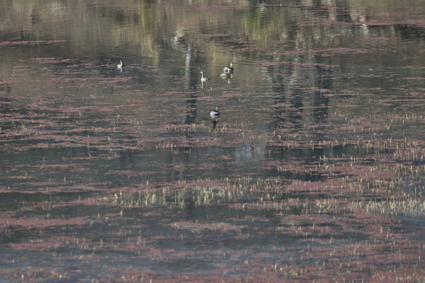 Wetlands are nature's kidneys, and birds are their tireless ambassadors. From elegant waders to vibrant waterfowl, these feathered residents play a crucial role in maintaining the ecological balance of these fragile ecosystems. They aid in seed dispersal, nutrient cycling, and pest control, all while signaling the health of their habitat. Protecting wetlands isn’t just about conserving birds—it’s about safeguarding a sustainable future for all life on Earth.Location: Ranthambore, Rajasthan (India)