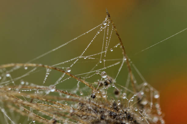In the heart of the early morning, nature unveils one of its most delicate masterpieces—water droplets adorning a spider web. These tiny jewels, formed by dew or gentle rainfall, cling to the intricate silk threads, creating a mesmerizing spectacle. Each droplet refracts the light, turning the web into a canvas of shimmering beads that sparkle with the colors of dawn.\nThis natural phenomenon is not just a feast for the eyes; it serves as a reminder of the interconnectedness and resilience of our ecosystems. The spider web, an engineering marvel in its own right, represents a sustainable design perfected over millions of years. Its creation involves minimal resources, and it biodegrades seamlessly back into the environment.\nThe water droplets, often sourced from dew, highlight the importance of the water cycle—a critical process that sustains all life on Earth. Dew formation is a natural example of water conservation, illustrating how moisture in the atmosphere condenses and replenishes the environment without human intervention.\nLocation: Gurugram, Haryana (India)