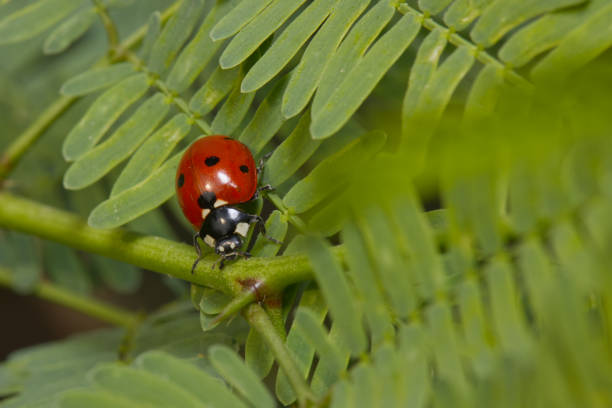 Amidst the vibrant greens, a ladybug beetle gracefully makes its way across a leaf, serving as a natural protector of plants. These tiny warriors play a crucial role in sustainable agriculture by controlling pest populations without the need for harmful chemicals. A symbol of balance and biodiversity, the ladybug reminds us that even the smallest creatures have a big impact on ecological sustainability.Location: Greater Noida, Uttar Pradesh (India)