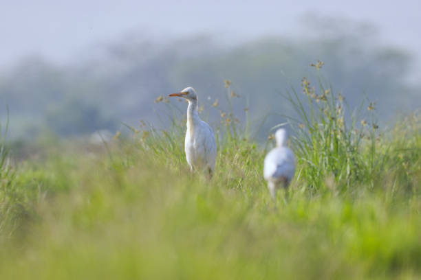 From the tranquil wetlands to dense forests and arid deserts, birds thrive in diverse environments, playing a vital role in maintaining ecological balance and promoting sustainability. As pollinators, seed dispersers, and natural pest controllers, these winged wonders contribute to the health of ecosystems worldwide. Their songs remind us of the interconnectedness of life and the urgent need to protect their habitats for a sustainable and harmonious planet.Location: Mankrola near Gurugram, Haryana (India)