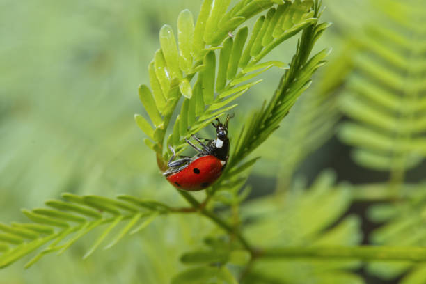 Amidst the vibrant greens, a ladybug beetle gracefully makes its way across a leaf, serving as a natural protector of plants. These tiny warriors play a crucial role in sustainable agriculture by controlling pest populations without the need for harmful chemicals. A symbol of balance and biodiversity, the ladybug reminds us that even the smallest creatures have a big impact on ecological sustainability.Location: Greater Noida, Uttar Pradesh (India)