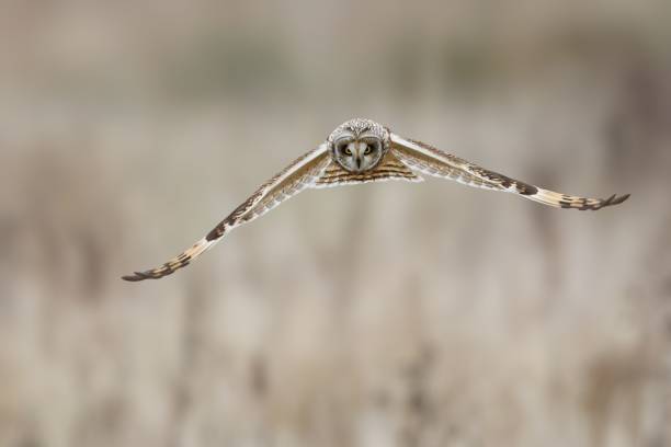 istock Short-eared owl in flight with wide wingspan. 2191584297