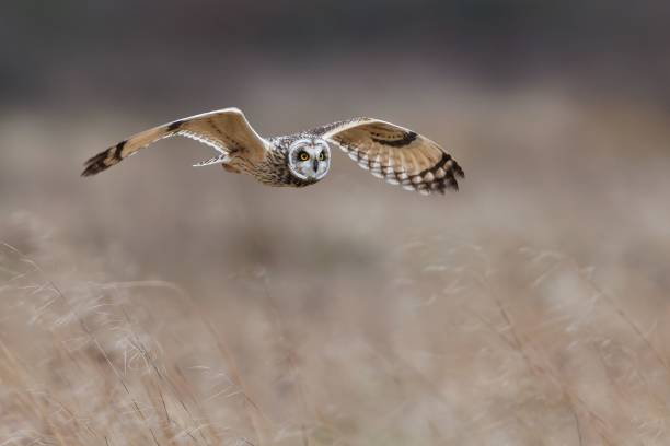 istock Short-eared owl in flight over grassy field 2191584315