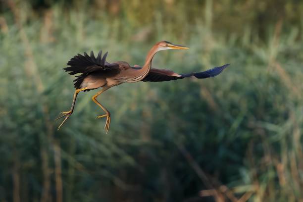 istock Purple heron in flight over wetland 2191584355
