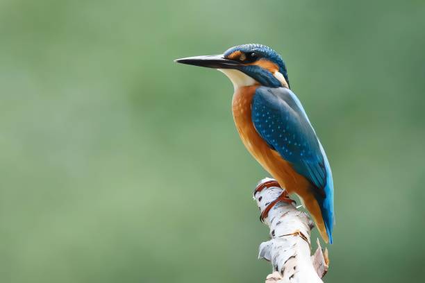 istock Vibrant Kingfisher Perched on Branch 2191584359