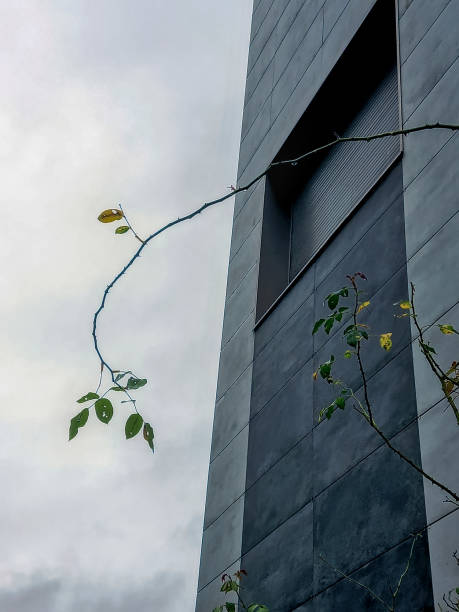 istock insulated window in the wall 2191585342
