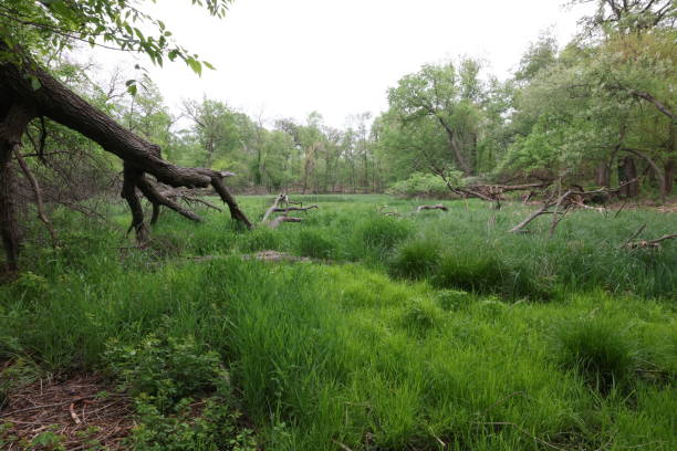 istock Fen in Iowa 2191587007