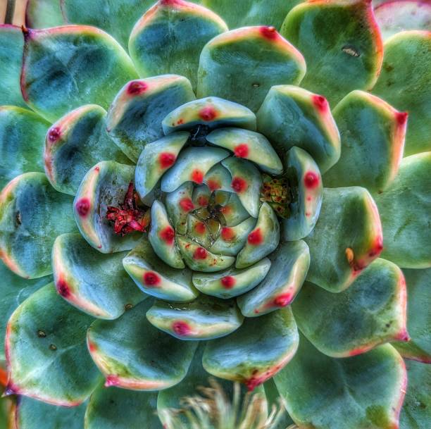 istock Sempervivum tectorum also known as the common houseleek or hen and chicks 2191587028
