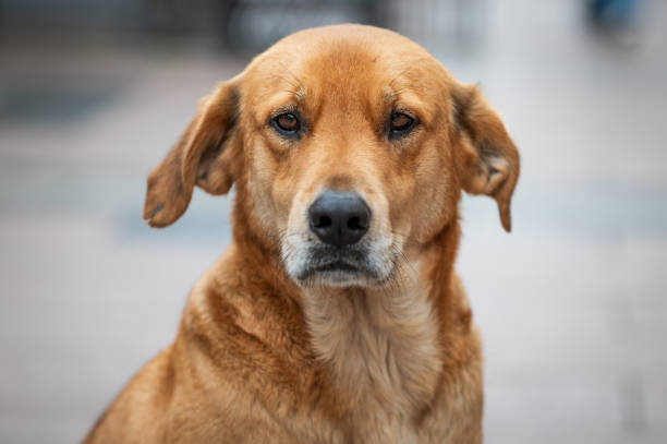 istock Stray dog portrait 2191587315