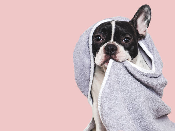 istock Cute puppy and blue towel. Studio shot 2191589156