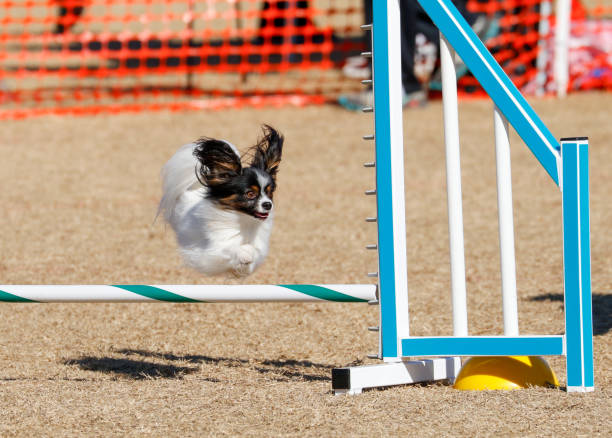 istock Small Papillion dog going over a jump 2191590923