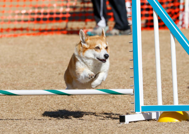istock Tan and white corgi going over an agility jump 2191590963
