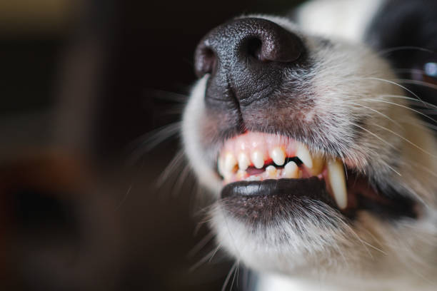 Dangerous angry dog. Aggressive puppy dog border collie baring teeth fangs looking aggressive dangerous. Guardian growling scary dog ready for attack. Pet infected by rabies.. Dangerous angry dog. Aggressive puppy dog border collie baring teeth fangs looking aggressive dangerous. Guardian growling scary dog ready for attack. Pet infected by rabies. nasty dog stock pictures, royalty-free photos & images