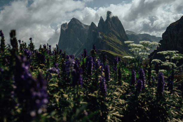 Outdoor iconic landscape on the Dolomites: the Seceda famous landmark