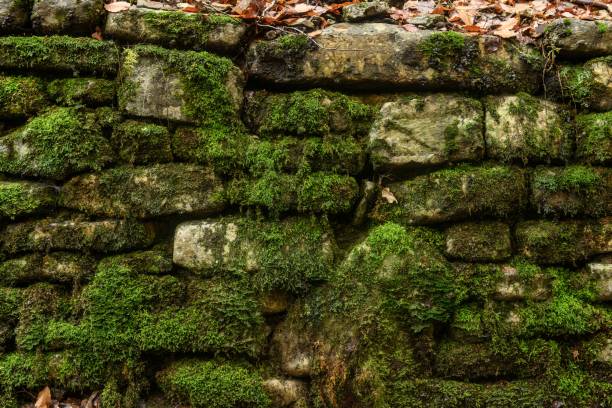 istock Rustic stone wall with patches of vibrant green moss 2191593240
