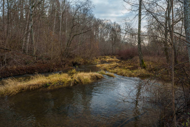 istock Forest river in late autumn with rapid flow 2191594520