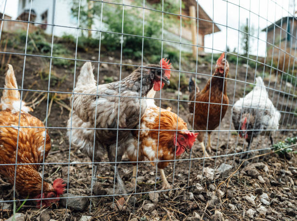 istock Hens in a small farm on the Dolomites 2191594704