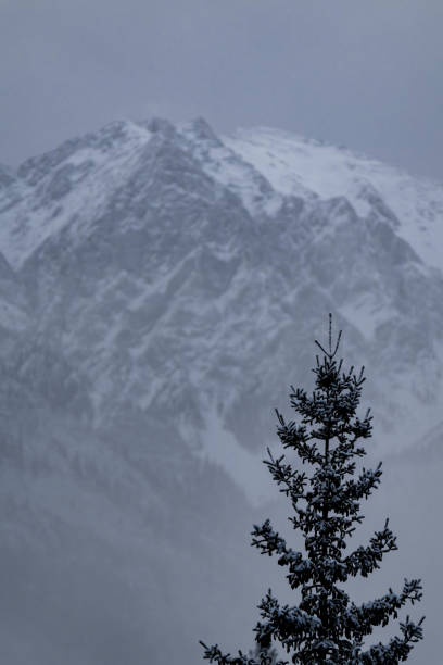 istock Snow covered conifer tree with trees and fog in the background, Alberta, Canada. Winter background 2191595298