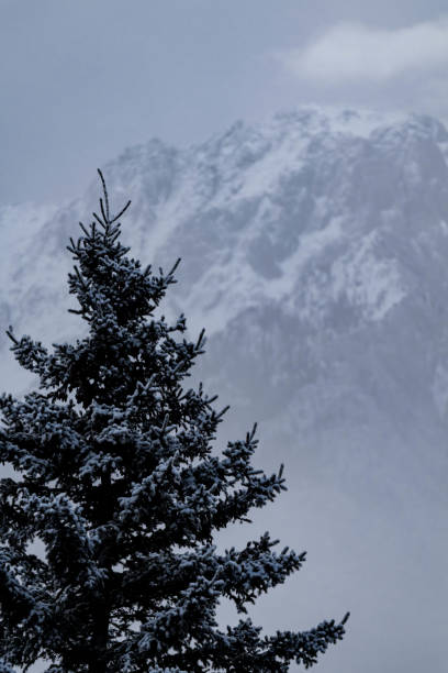 Snow covered conifer tree with trees and fog in the background, Alberta, Canada. Winter background