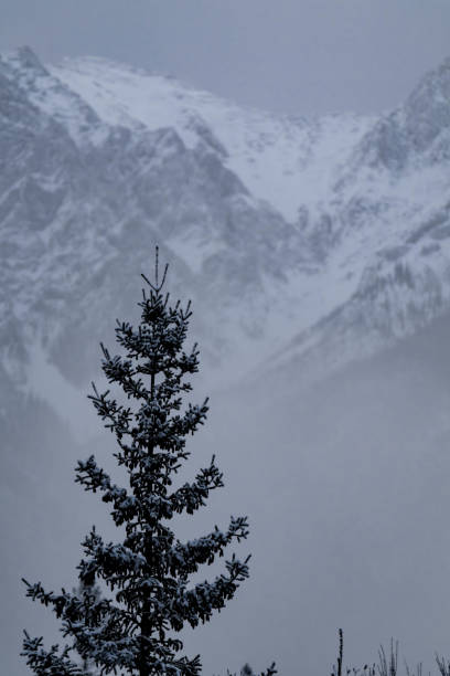 istock Snow covered conifer tree with trees and fog in the background, Alberta, Canada. Winter background 2191595403