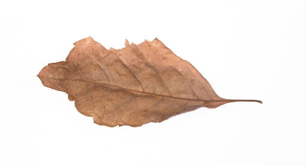 istock brown dry curled leaf isolated on white background 2191595908