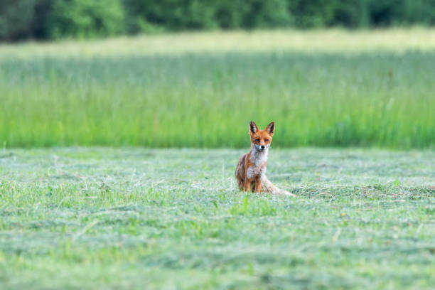 istock A curious Red fox standing still on a freshly cut grassland in summery rural Estonia 2191596629