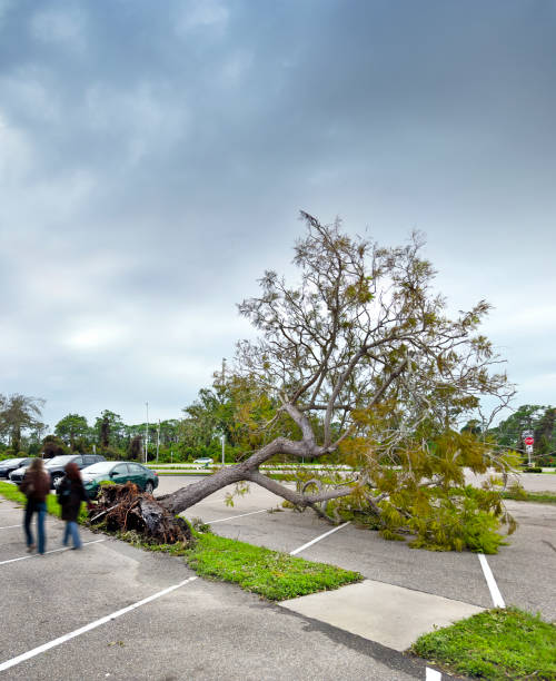 Broken tree after storm in city.