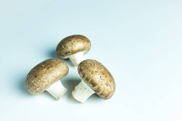Large white mushrooms in a blue container on a black background. Beautiful mushrooms in a blue container. Champignons close-up in the package.
