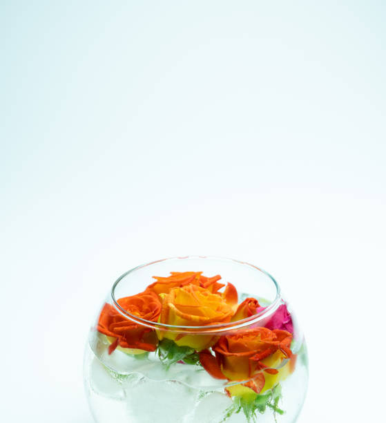 istock Spray roses in transparent vase with ice cubes isolated on white 2191597976