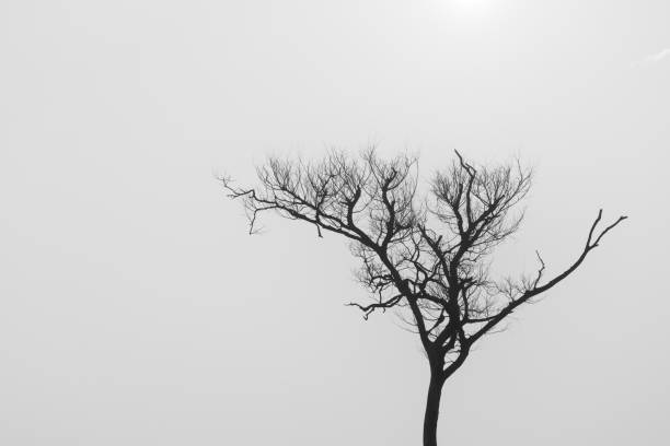 istock Black and white bare tree in silhouette backlit by morning light from sun through haze in black and white 2191598995