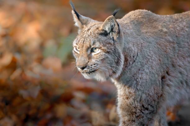 istock Eurasian lynx in autumn foliage. 2191599621