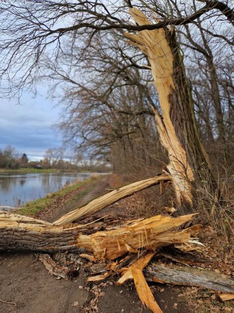 istock a jam on the river from fallen stumps and branches. floating debris gets caught in the crown of a broken tree. there is garbage that will wash away with the sea 2191600235