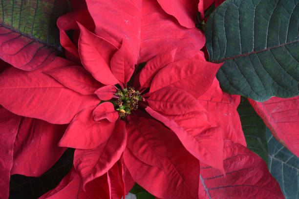 istock Red Poinsettia Bloom from Above 2191600344