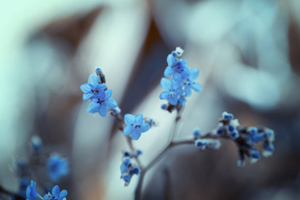 Beautiful blue tiny flowers of Limonium platyphyllum on blue blurred background, background for design, wallpaper