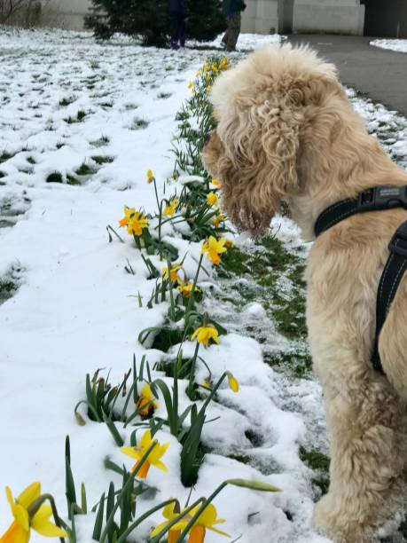 istock American Cocker Spaniel with snow and yellow daffodil flowers 2191603182