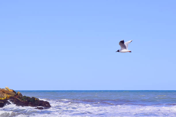 istock Seagull flying on the blue sea 2191607352