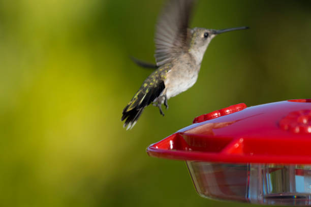 The Black-chinned Hummingbird visits my Los Angeles garden in the spring and summer.