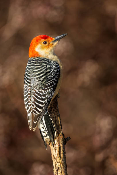 A male Red Bellied Woodpecker perched on a branch
