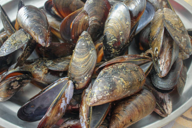 istock mussels from Galicia in Spain 2191608704