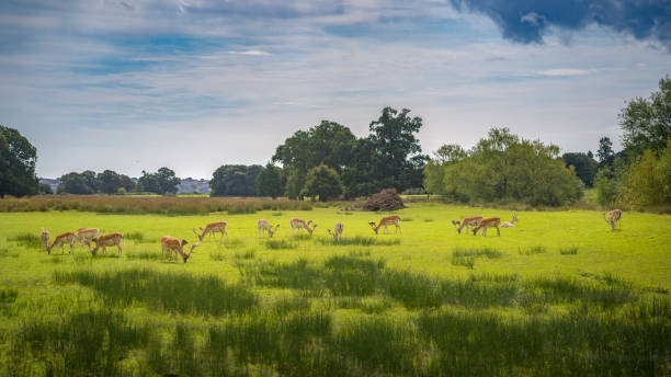 istock Happy and leisurely deer herd grazing on the green grass. 2191610826