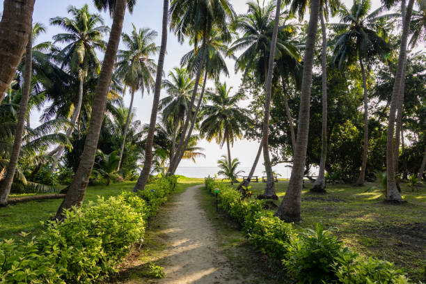 istock coconut farm land with leading walking trails at morning from flat angle 2191611660