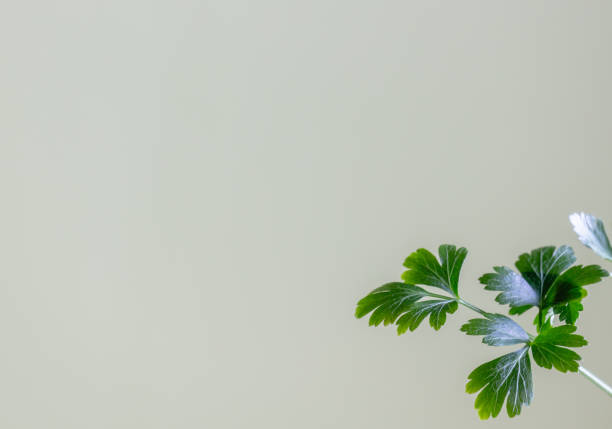 Parsley leaves against light green background