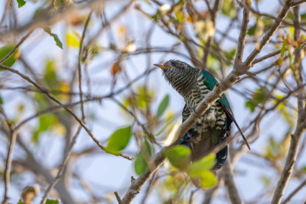 istock Asian Emerald Cuckoo  stand in the rain forest 2191613922