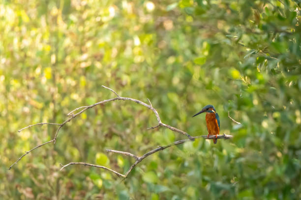 istock Common kingfisher stand in the rain forest 2191613950